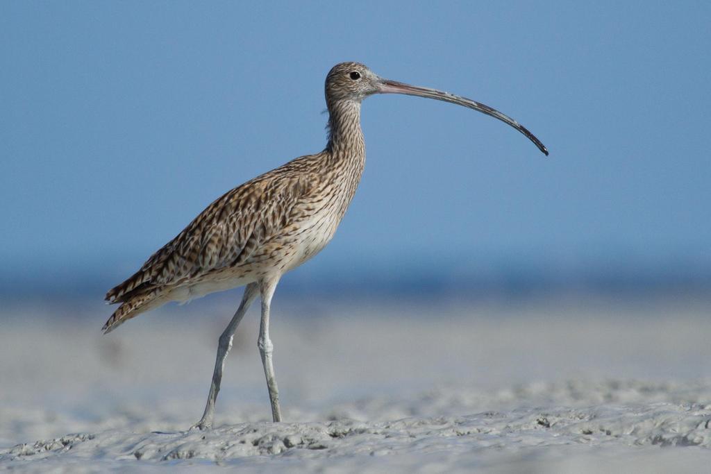 Broome Bird Observatory Luaran gambar