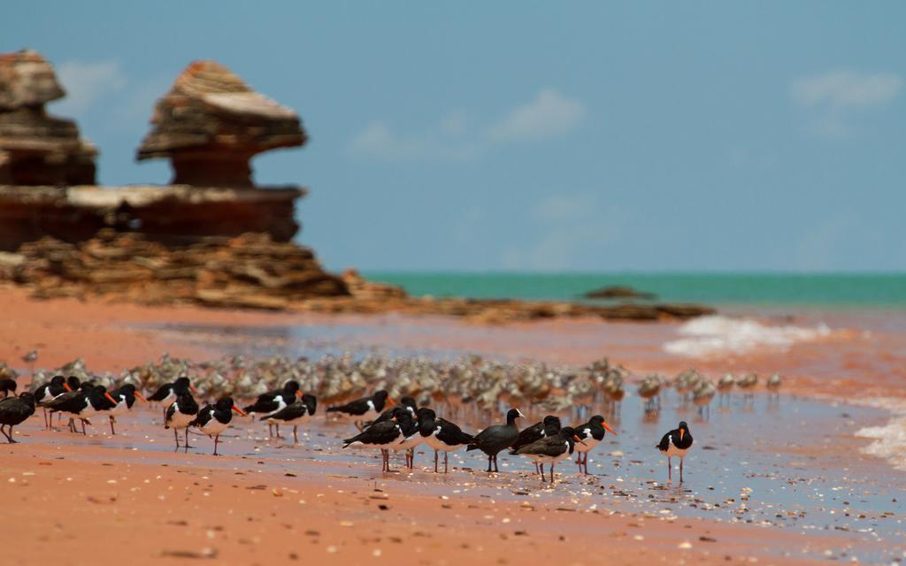 Broome Bird Observatory Luaran gambar