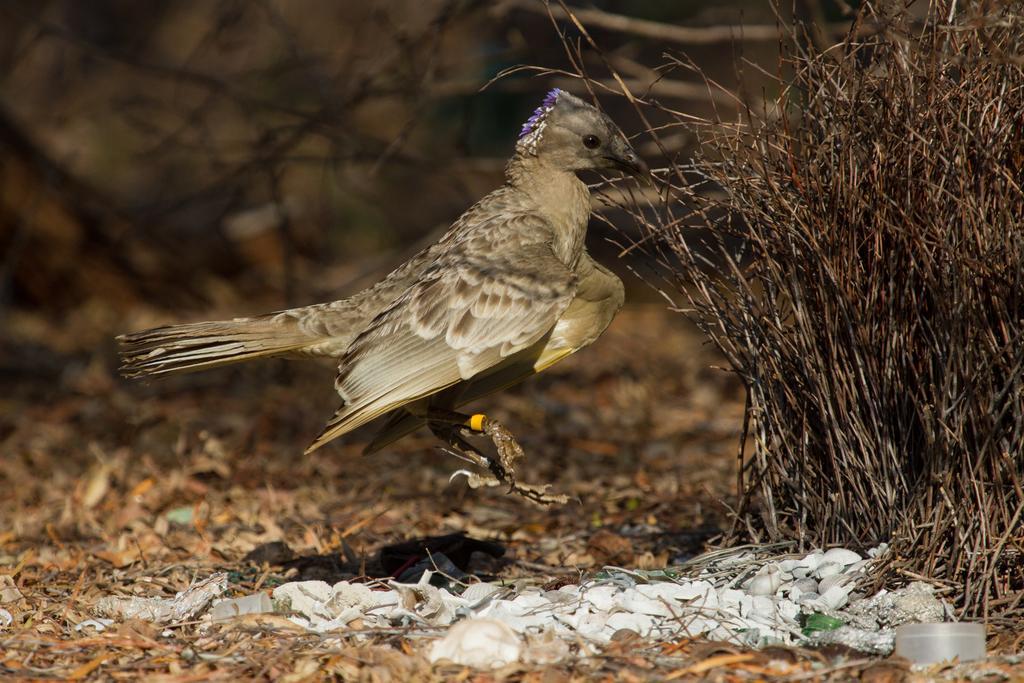 Broome Bird Observatory Luaran gambar